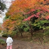 四季の森公園へ散歩に行きました🌳