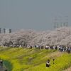 お花見～熊谷桜堤