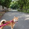 広い公園を貸し切り 今日の柴ちゃん88