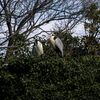 アオサギ夫婦は繁殖準備中