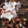 大乗寺丘陵公園の十月さくら（後編）