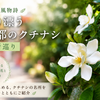 夏の風物詩：香り漂う京都のクチナシ名所巡り