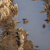 干拓地のタシギ