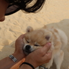 犬のことわざから学ぶ命の尊さ☺️
