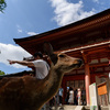 奈良散策　好きなんです　その２