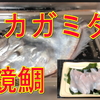 鏡の様に輝く魚。その名は『カガミダイ』