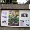 まんぼぅくん、小石川後楽園の桜