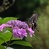 ◆今日は、自宅の紫陽花です。