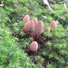 登山道の花　　ミヤマツチトリモチなど