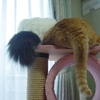 猫のしっぽ