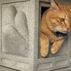 ねこおでんを紹介するにゃ 7