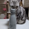 不機嫌そうな猫