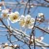 花貫さくら公園の梅