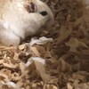 くるみあん88日目