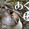 1006【イソシギのあくび可愛い】ハクセキレイの鳴き声や捕食、カワウの正面顔。スズメの水浴びに綺麗な緑金のハエ、カワセミ【 #今日撮り野鳥動画まとめ 】 #身近な生き物語