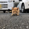 6/19  余り物＋某所ご飯とねこ　＠減量めし