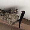 ツバメの給餌