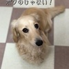 偽ハムカツサンド