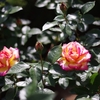 旧古河庭園をK-5とSMC PENTAX-M 50mm F 1.7で