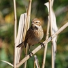 湿原の生き物じゃ