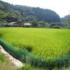 なごみ農園で「そうめん流し」