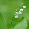 すずらんみたいな小さなお花のパールピアスを作りました☺️