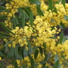 Melbourn | のんびりと歩きたい Royal Botanical Gardens Victoria