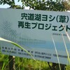  確信犯？ヨシ植栽は湖岸環境を攪乱する