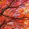 室生寺の紅葉2016、見頃や色づき具合。ライトアップあり。