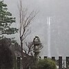 雨