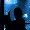 石川県七尾市「のとじま水族館」お客さんがスマホで水槽の飼育員ダイバーに地震を伝える