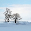 降り続く雪にブログの意欲も薄れて。