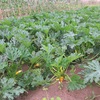 今週の野菜ー初夏野菜の季節