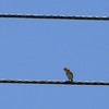 Golden-headed Cisticola　タイワンセッカ