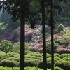 西国十番札所「三室戸寺」ツツジ2018