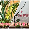【100均】ダイソーの観葉植物はズボラに育てても花が咲く∩^ω^∩珍しいテーブルヤシの花も咲いたよ✨