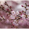 神代曙桜～桜だより