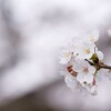 桜は近間で