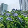 旧芝離宮恩賜庭園の紫陽花が見頃｜2025年6月15日開花状況（東京都港区）