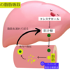 風邪や口内炎、花粉症は腸が原因かも？おすすめハーブ☆フェンネル（２）