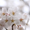 花紀行～その27①『桜2025🌸🐕』