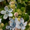  ブルーの花