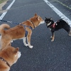 柴犬ガチャ「ホールインわん」