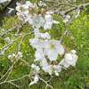 国東・・・行入ダムの桜