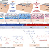 論文 - Instant tough bioadhesive with triggerable benign detachment