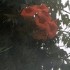 凌霄花20240629