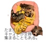 【特別キャスト】【チワワ】ひとこと日記