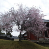 興福寺南円堂の桜（４月上旬）