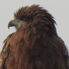 トンビ＆イソヒヨドリ＆ツグミ＆野鳥観察！