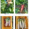 椎茸トリオ成長中！